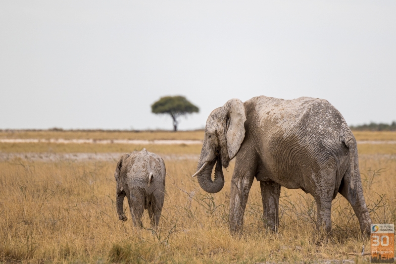 Jubiläumsreise Deutscher Reisering nach Namibia